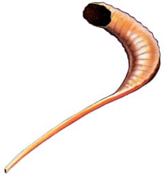 Shofar (2)